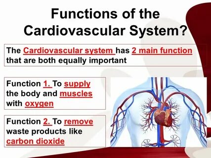 Cardiovascular system