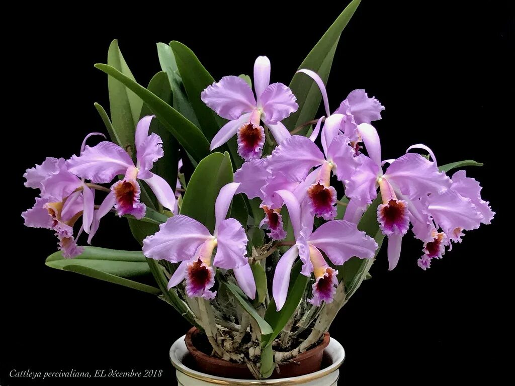 Орхидея Каттлея. Каттлея Мосси. Cattleya percivaliana. Орхидея Каттлея Трианы.