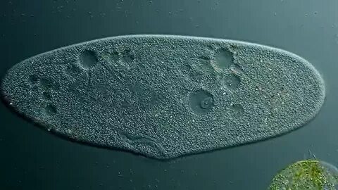 Инфузории paramecium