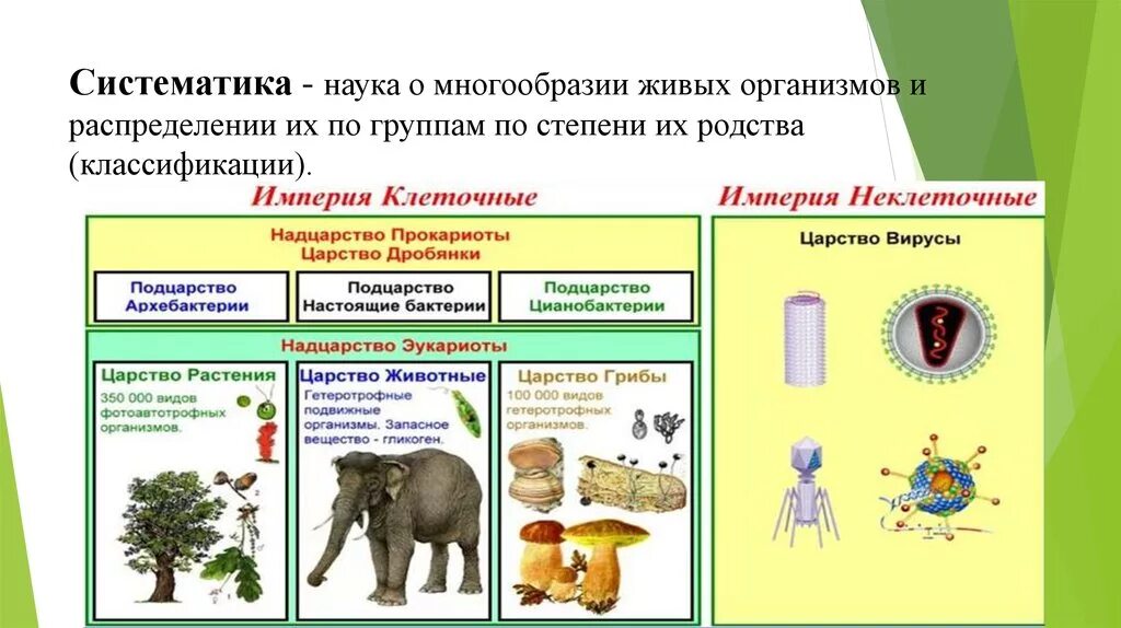 Классификация живых организмов. Систематик живых организ. Многообразие организмов. Систематика классификация живых организмов.