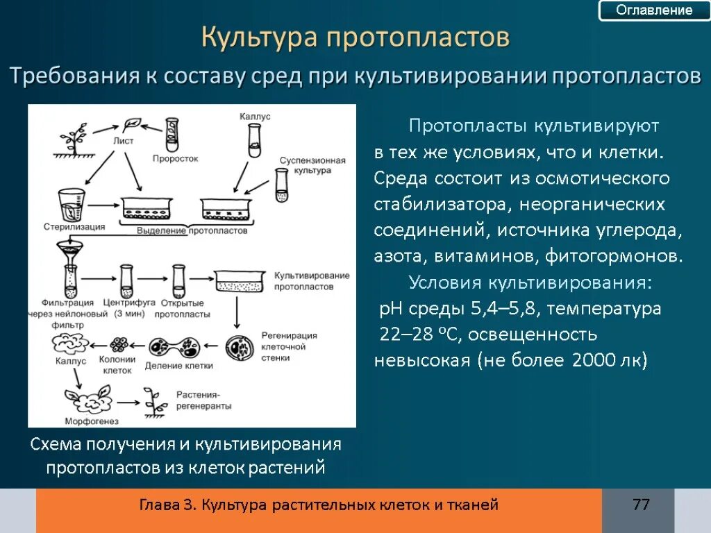 Использование рекомбинантных плазмид гибридизация протопластов. Культура протопластов клеток растений. культура протопластов культивирование. культура изолированных протопластов. культура протопластов в биотехнологии.