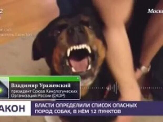 Запрещённые собаки в России. Собаки которые запрещены в России. Самые запрещенные собаки в мире. Породы собак которые запрещены в России.