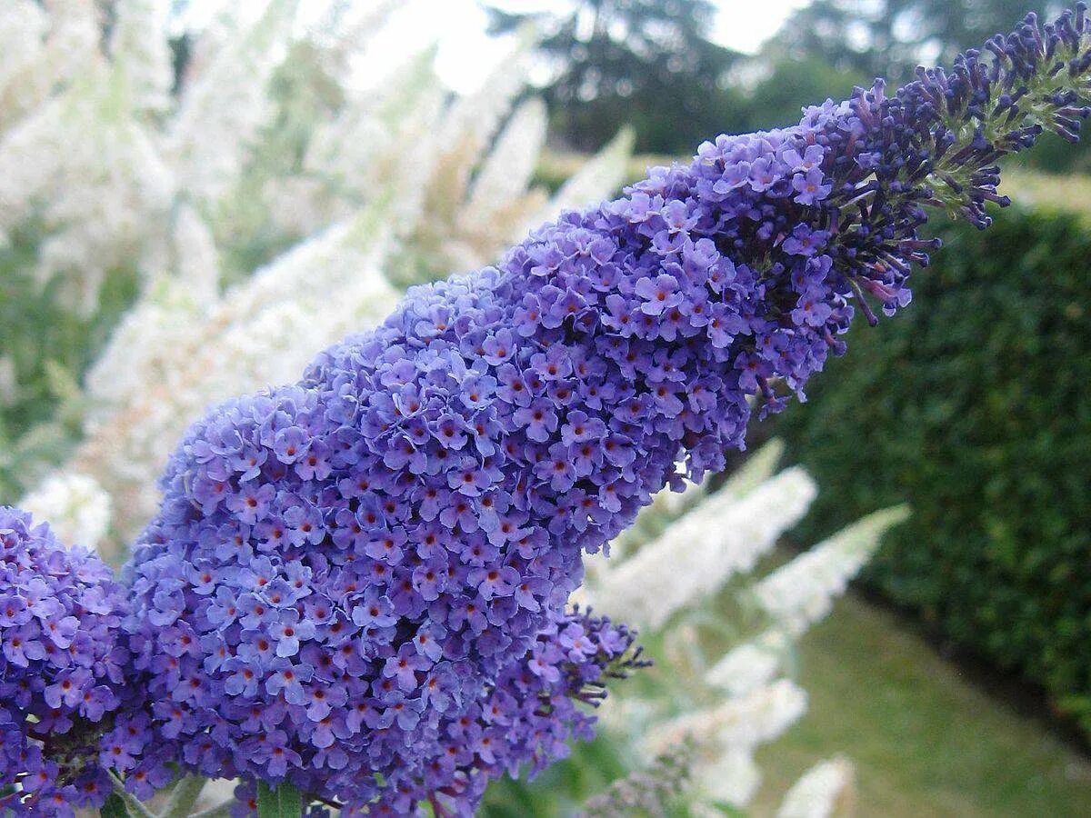 Буддлея Давида Buddleja davidii. Буддлея Давида нано Блю. Буддлея Давида (Buddleja davidii Royal Red) p9. Буддлея Давида Эмпайр Блю.