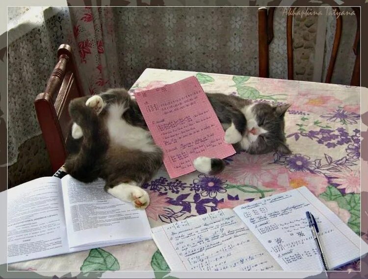 Кот пишет. Туалет для котят. Кот записывает. Стихотворение про бездомного котенка. Лоток для кошек.