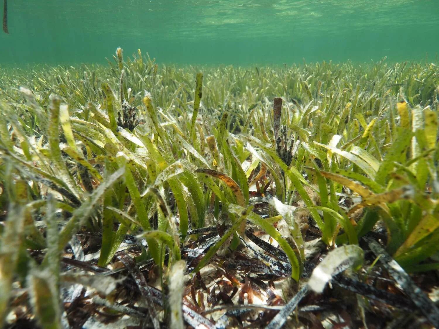 Самые большие водоросли. Посидония водоросль. Посейдония водоросли. Морская трава Posidonia Australis. Аэрофитон водоросли.