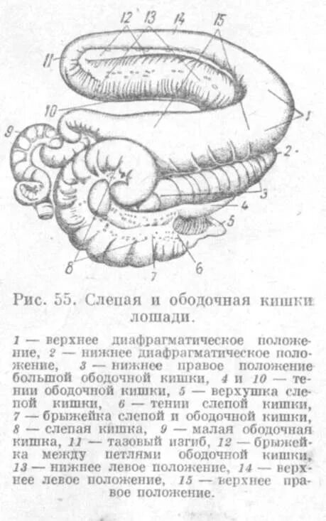 Функции кишечника у животных. Строение толстого отдела кишечника у лошади. строение слепой кишки лошади. ободочная кишка лошади топография.