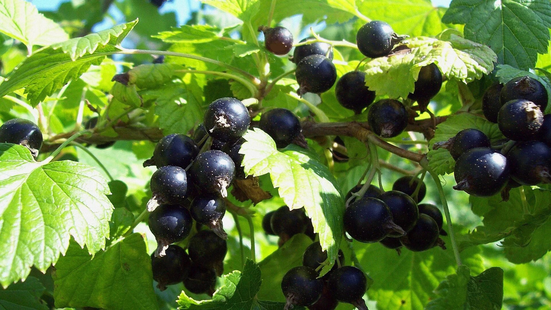 Кусты со смородиной. Кусты со смородиной