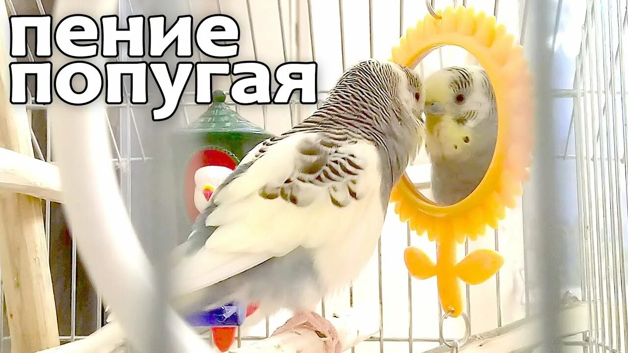 Веселое пение попугайчиков. Пение попугаев. Попугайчики волнистые поют. Чириканье волнистых попугаев. Пение попугаев.