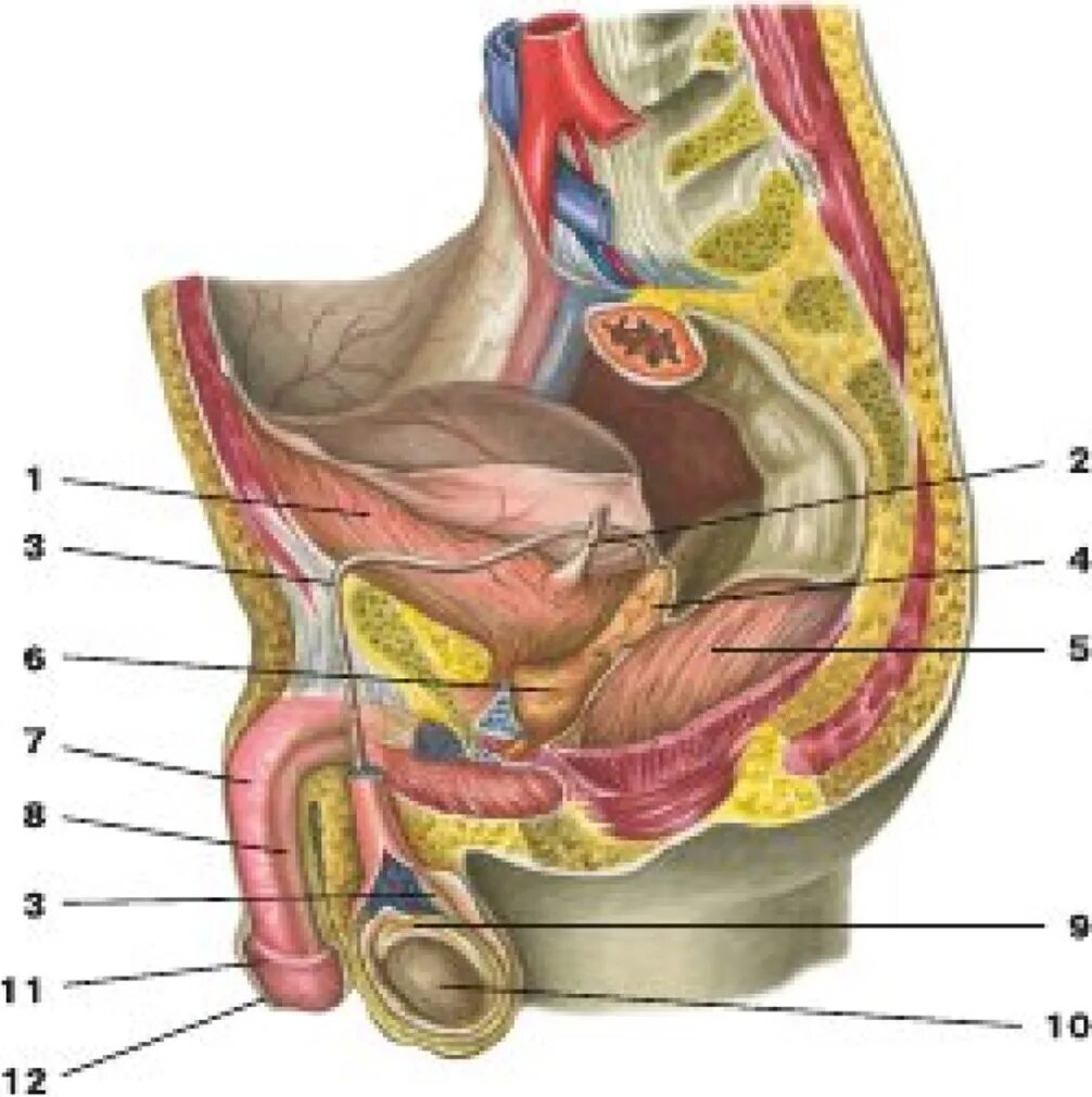 Внутренние мужские половые органы. Анатомия мужского органа. Половые органы мужчины анатомия. Расположение половых органов у мужчин.