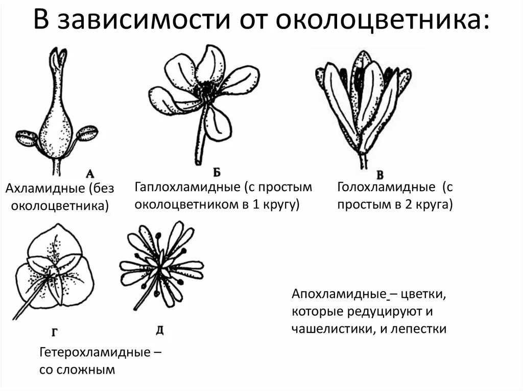 Какой околоцветник изображен на рисунке. Типы околоцветника простой двойной. Простой чашечковидный околоцветник. Диплохламидный околоцветник. Околоцветник простой и двойной схема.