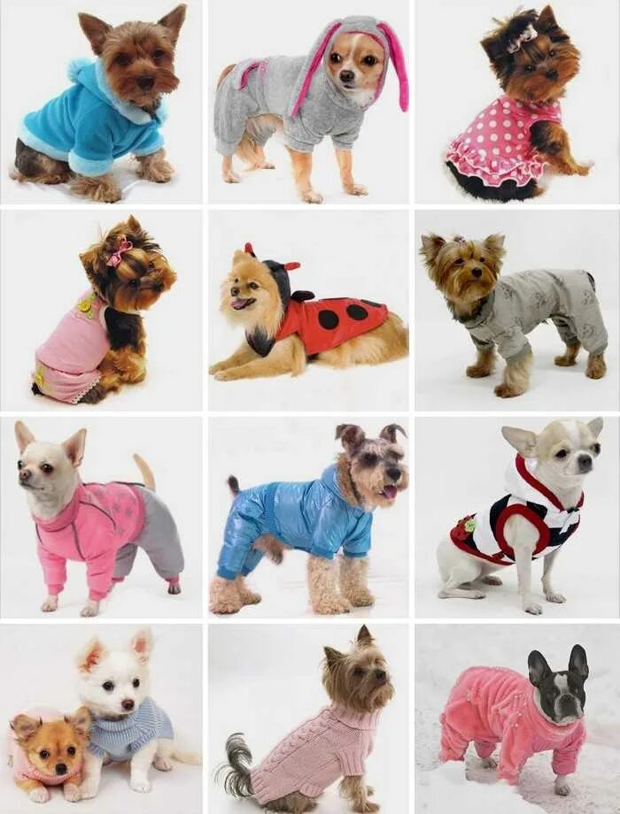 Одежда для маленьких собачек. Одежда для маленькой собачки. Одежда для собак мелких пород. Одежда для собак маленьких пород. Что надо купить собаке