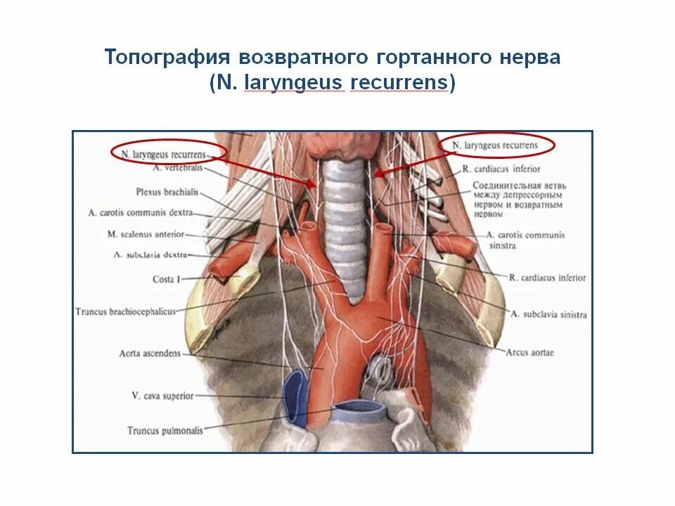 Левый нерв. Возвратный гортанный нерв анатомия. возвратный гортанный нерв топография. возвратный нерв гортани топография. анатомия правого возвратного гортанного нерва.
