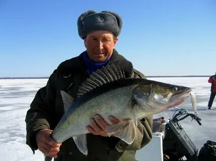 Вологда фиш