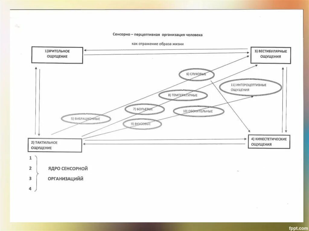 Сенсорные компании. Сенсорные компании. Сенсорная система человека презентация. Тест на сенсорную интеграцию у ребенка. Сенсорные компании.
