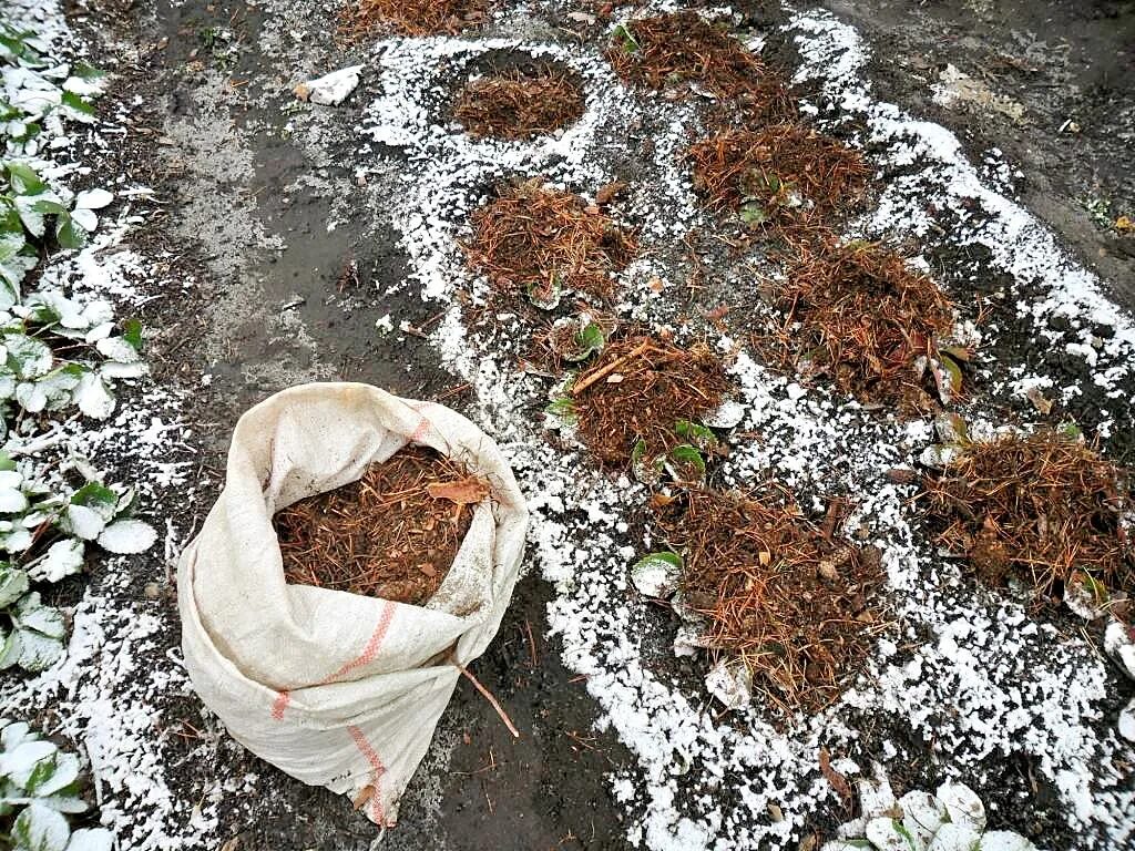 Надо ли под зиму. Мульчирование клубники торфом. укрытие клубники на зиму. укрыть клубнику на зиму. укрытие земляники на зиму.