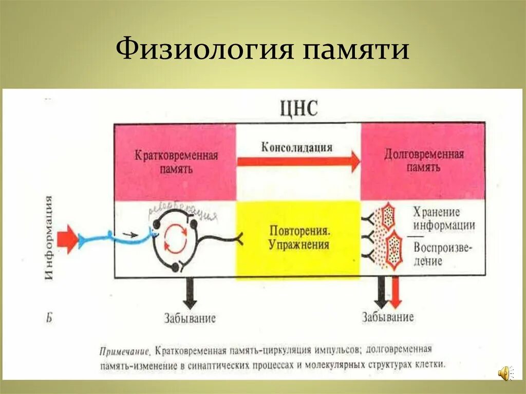 Основой кратковременной памяти является. Кратковременная и долговременная память физиология. механизм кратковременной памяти физиология. физиологические механизмы консолидации памяти. механизм формирования памяти физиология схема.