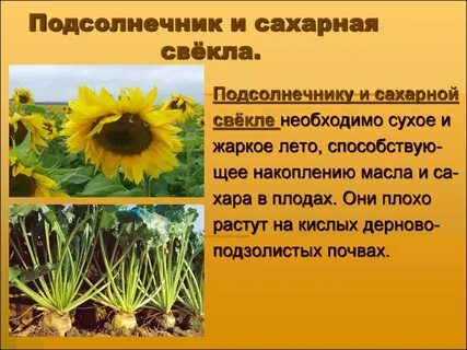 Условия подсолнечника