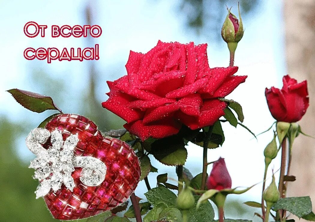От всей души от 4 февраля. Пожелания от всего сердца. Самые лучшие цветы для тебя. Цветы на счастье. Розы с пожеланиями.