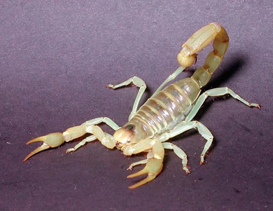 Scorpion white. Скорпион альбинос. Hadrurus arizonensis. Белый Скорпион. Прозрачный Скорпион.