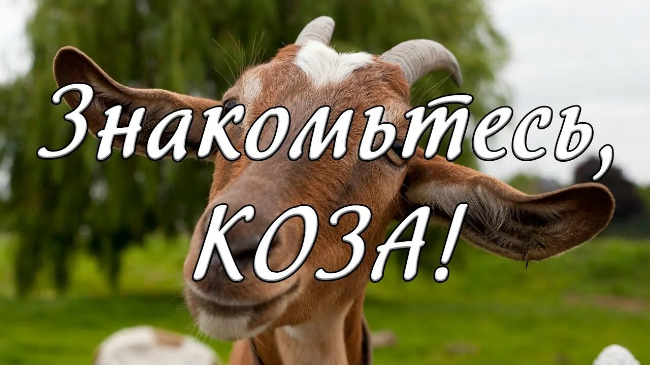 Коза не грозила я уходила. Коза не грозила я уходила. Коза скучает. Коза в поле. Коза юмор.