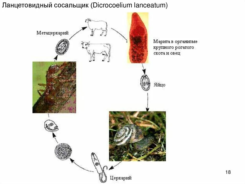 Печеночный сосальщик диагностика. Жизненный цикл ланцетовидного сосальщика таблица. Жизненный цикл ланцетовидного сосальщика схема. Ланцетовидный сосальщик жизненный цикл. Схема развития ланцетовидного сосальщика.