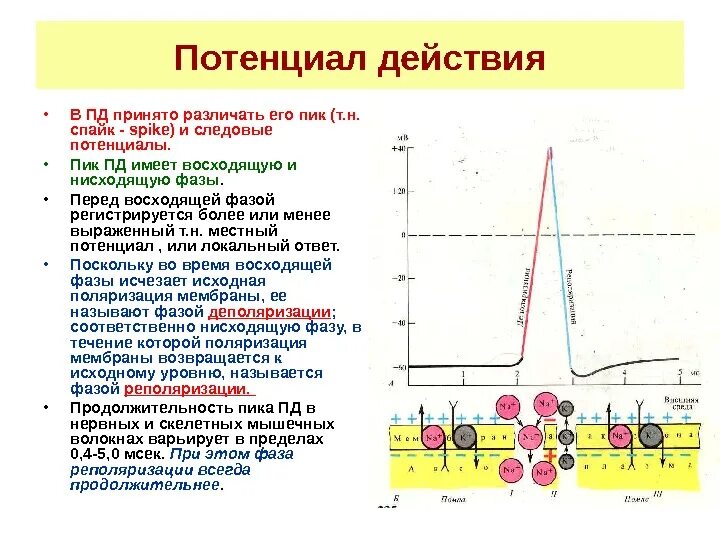 Фазы потенциала действия. Потенциал действия фазы и механизмы. Схема потенциала действия фазы. Схема потенциала действия нервной клетки.