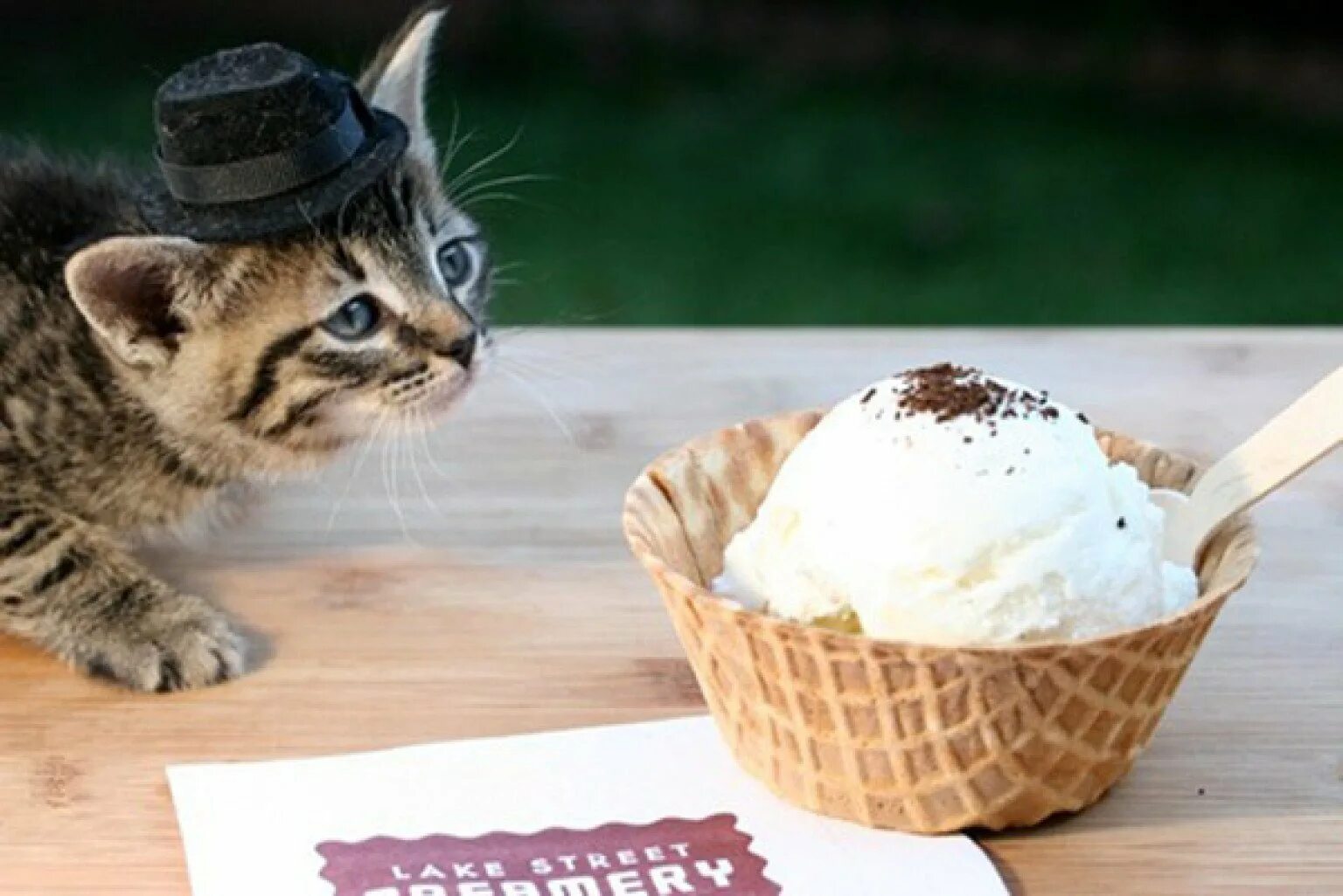 Мороженое и кот. Коты и мороженое. Кошка мороженое. Кошечка с мороженым. Коты мороженщик