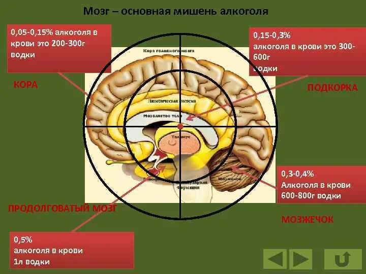 5 основных мозгов. Очаг с мишенью печень.