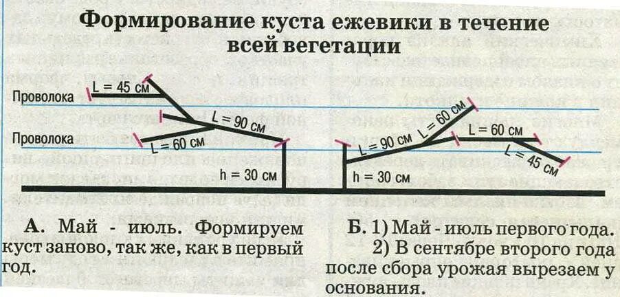 Как обрезать ежевику весной для начинающих правильно. Схема формирования куста ежевики. Схема обрезки ежевики. Формирование куста ежевики садовой схема. Обрезка садовой ежевики весной схема.