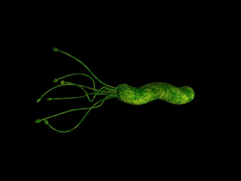 Лапчатка гусиная массивом. Хеликобактер пилори таблетки. Хеликобактер пилори василиск шлемоносный лапчатка гусиная. Хеликобактер пилори василиск шлемоносный лапчатка гусиная. Хеликобактер пилори василиск шлемоносный лапчатка гусиная.