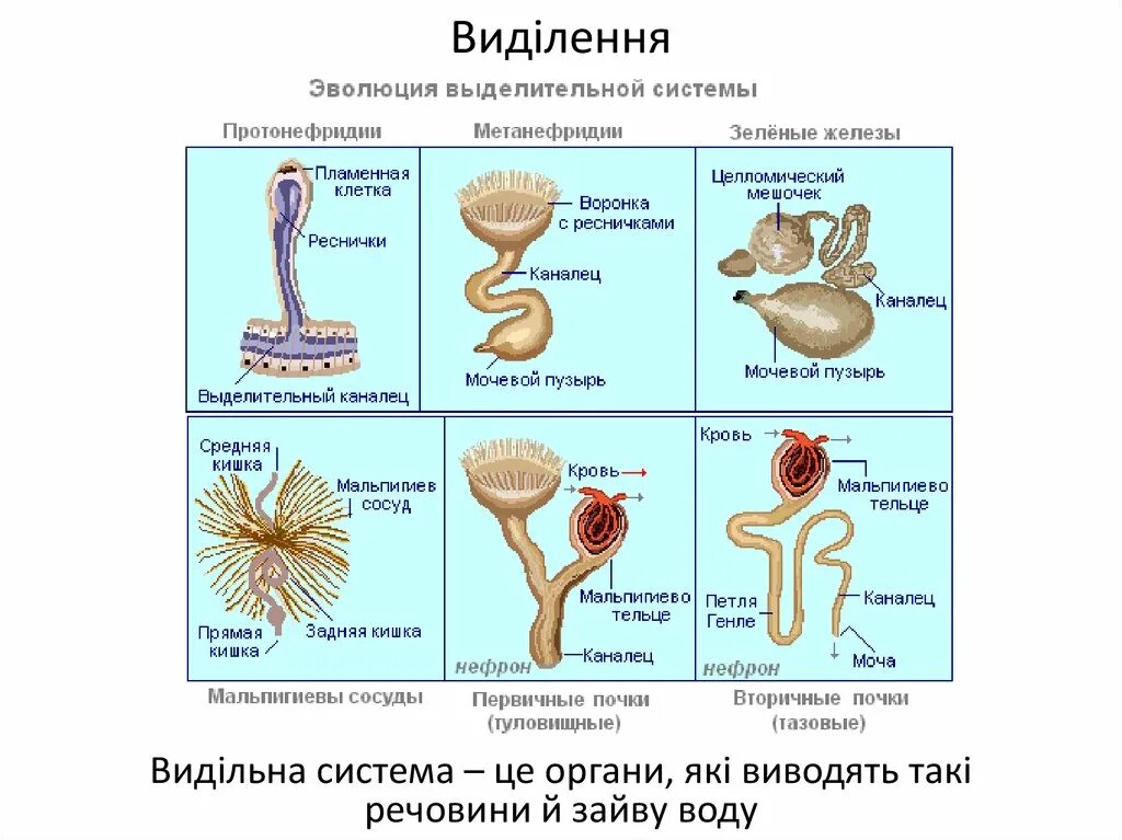 Процесс выделения состоит из двух последовательных этапов