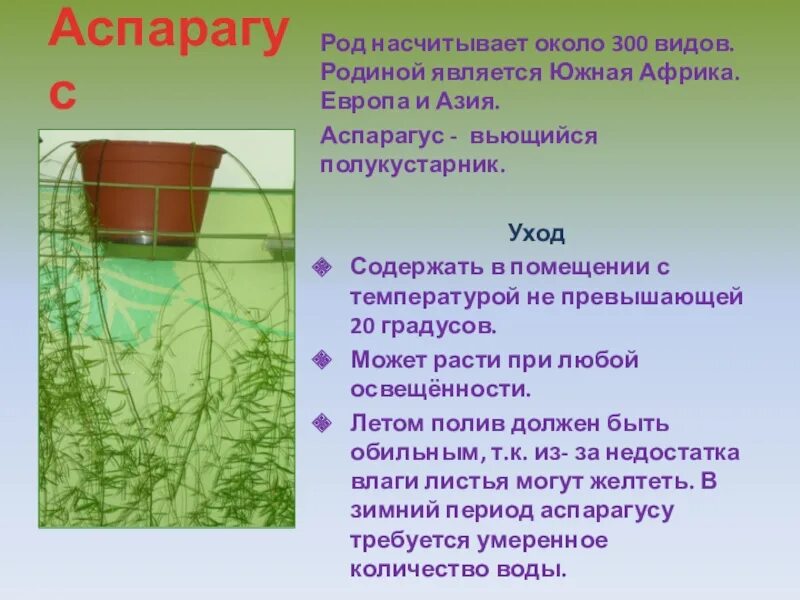 Аспарагус Родина растения. Родина аспарагуса комнатного растения. Комнатные растения в детском саду аспарагус. Опишите особенности растений каланхоэ и аспарагуса
