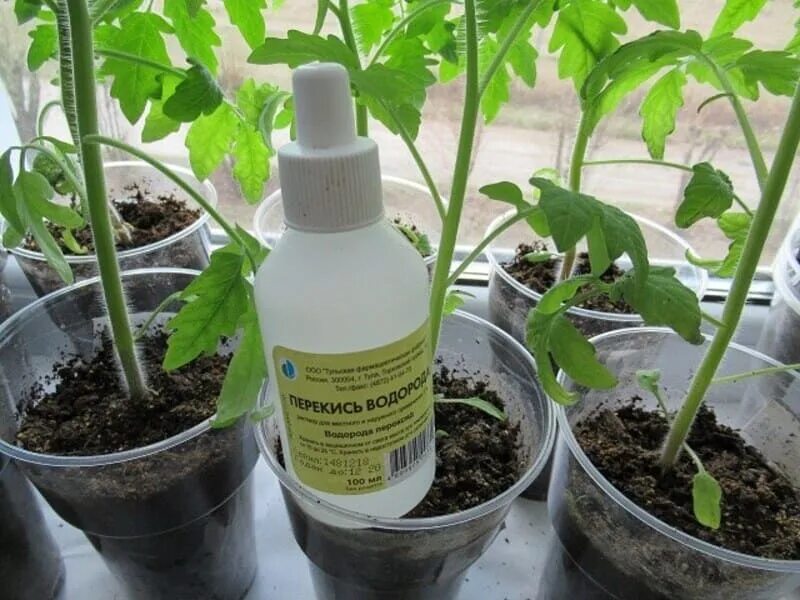 Пероксид водорода на растения перца. Полив рассады томатов перекисью водорода. Перекись водорода для рассады перцев и томатов. Удобрение для подкормки рассады томатов.