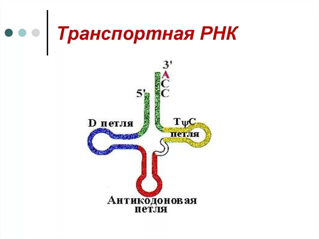 Структура транспортной РНК. Структурная формула ТРНК. Структура молекулы ТРНК. ТРНК строение петли.