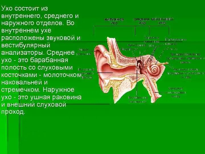 Наружное ухо состоит из ушной раковины. Внутреннее ухо состоит. Внутренне ухо состоит из. Ухо состоит из наружного, среднего и. Строение внутреннего уха.