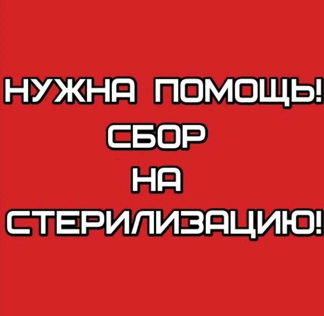 Родители отправили дочь на стерилизацию. Помогите на стерилизацию кошек. Сбор на стерилизацию собак. Срочный сбор на стерилизацию. Помогите оплатить стерилизацию.