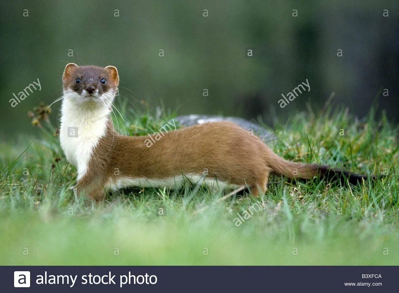 Известно что горностай хищное. Ласка (Mustela nivalis). Горностай (Mustela erminea). Ласка (Mustela nivalis) 2023. Горностай Белогрудка.