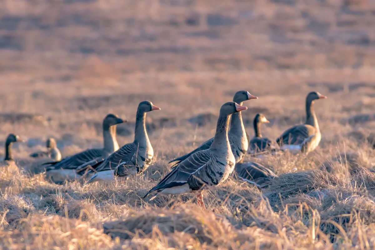 олонец гусиные поля. охота на гуся весной на поле. гусиная стая белолобого гуся. гуси в поле. белолобый гусь стая.