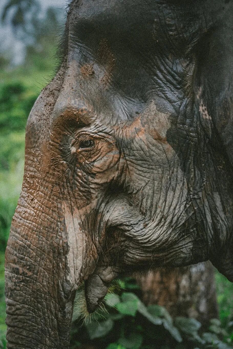 Old elephant. Старый слон. Старые слоны. Дикие животные Индии. Очень старый слон.