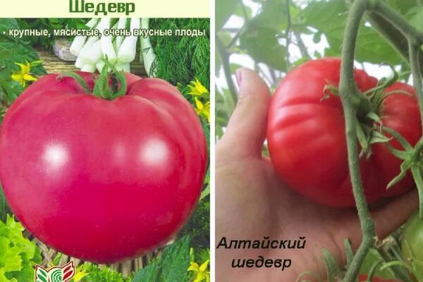 Сорт помидоров алтайский шедевр. Томат алтайский сахаристый. Томат шедевр ранний. Помидоры славянский шедевр. Описание томата шедевр.