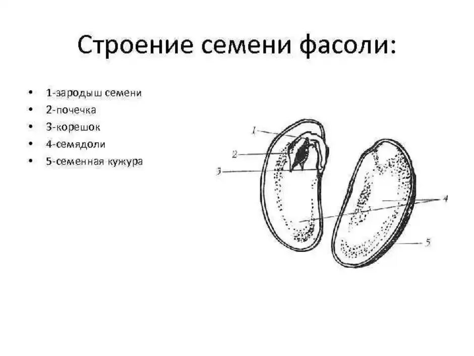 Рассмотрите рисунок семени какая структура обозначена. Схема строение семена фасоли. Схема строения семени фасоли 6 класс. Строение зародыша семени фасоли. Схема зародыша семени.