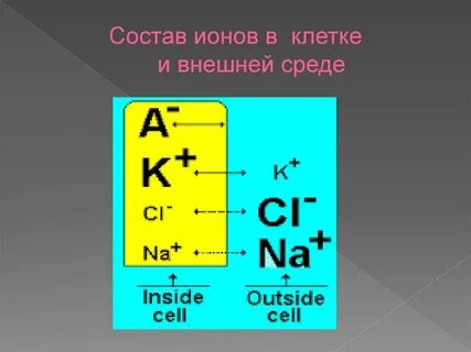 Ионы клетки