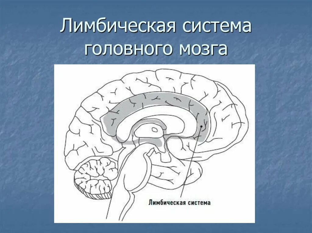 Лимбическая система головного мозга строение. Лимбическая система мозга. Лимбический. Лимбическая система, ее строение и функции. Строение мозга лимбическая система.