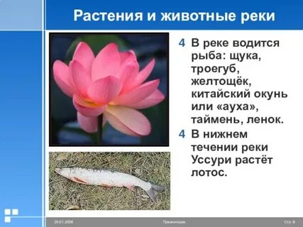 Растения реки волги 4 класс