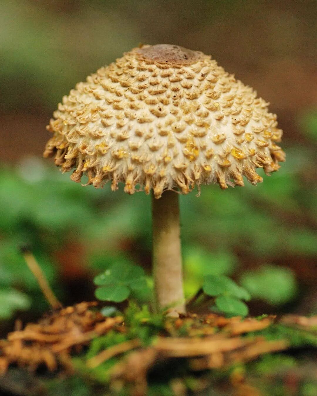 Зонтик ядовитый. Гриб-зонтик девичий (Macrolepiota puellaris). Гриб - зонтик пёстрый (Macrolepiota procera).. Гриб зонтик ядовитый розовеющий. Зонтик гриб несъедобный.