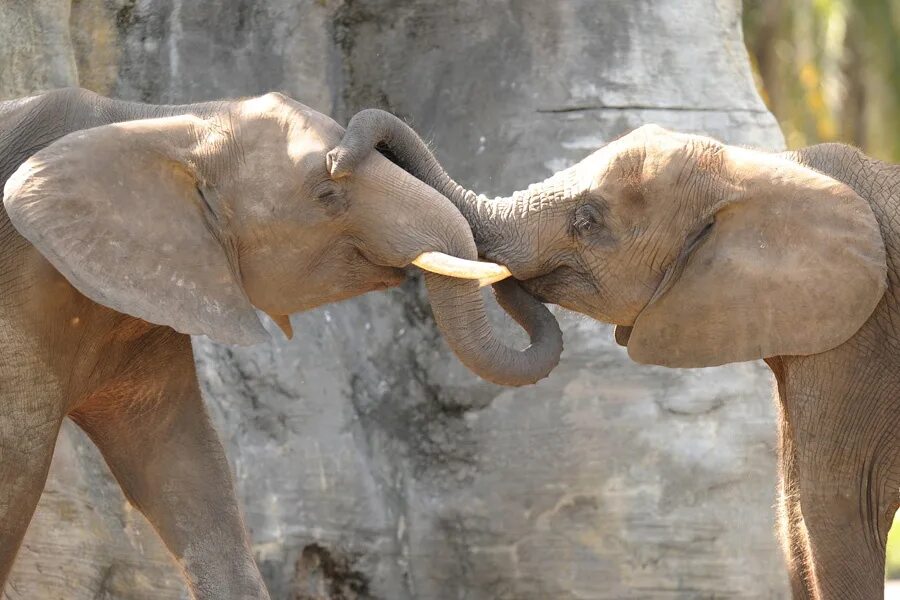 8 слоников. Слониха со слоненком. Коммуникация животных. Слоники любовь. Эмоции слона.