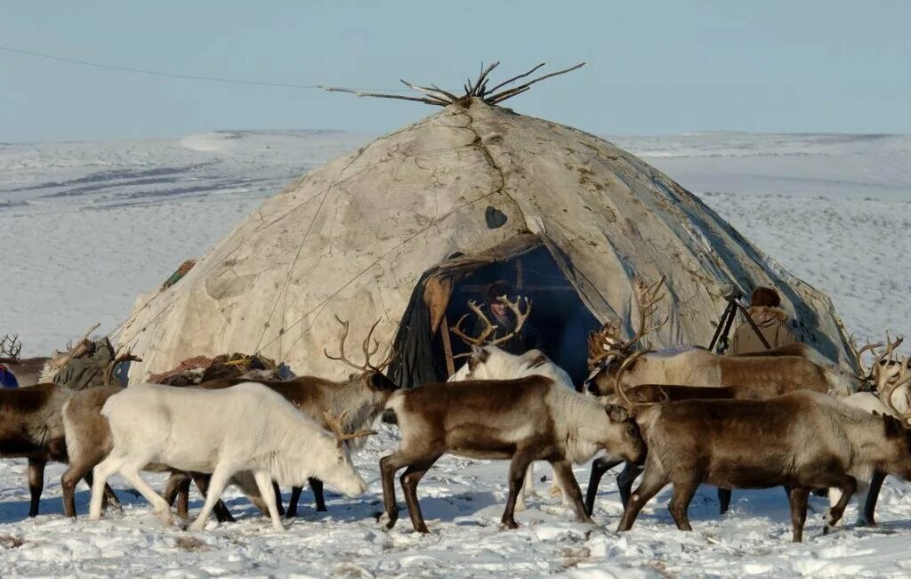 Где живет чукотский народ. Коряки яранга. Яранга жилище народов севера. Чоттагин в яранге. Жилище Коряков яранга.