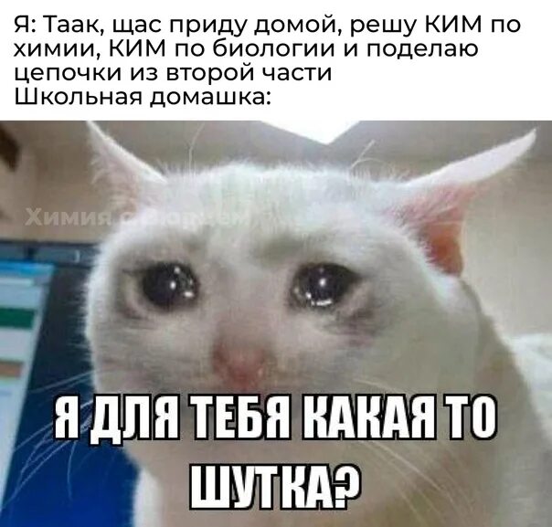 Am i a joke to you. Я что для тебя какая то шутка. Я что шутка для тебя Мем. Я для тебя какая то шутка Мем. Я для тебя какая то шутка Мем кот.