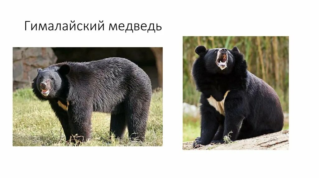 На каком материке живет гималайский медведь: найдено 89 картинок