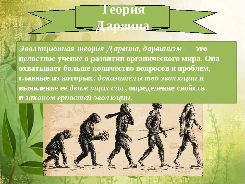 Суть гипотезы эволюции. Теория эволюции Дарвина. Теория эволюции по Дарвину. Эволюционная теория давривна. Теория эволюции Дарвина кратко.